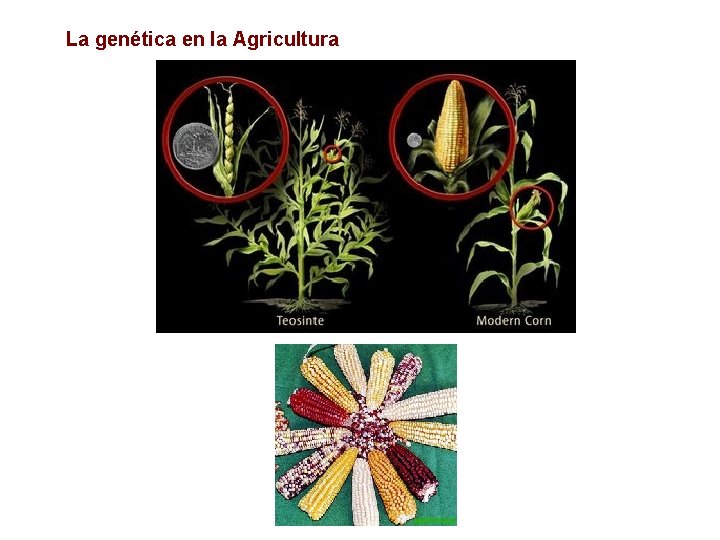 La genética en la Agricultura 