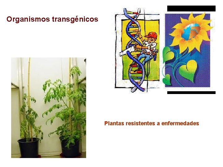 Organismos transgénicos Plantas resistentes a enfermedades 