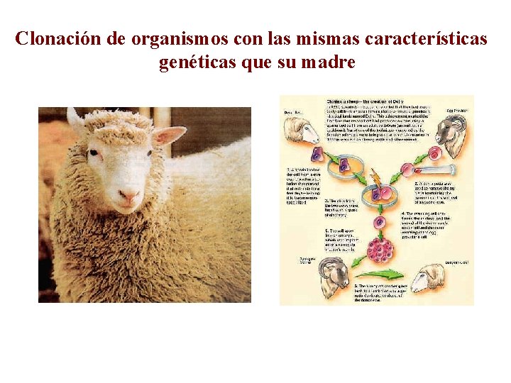 Clonación de organismos con las mismas características genéticas que su madre 