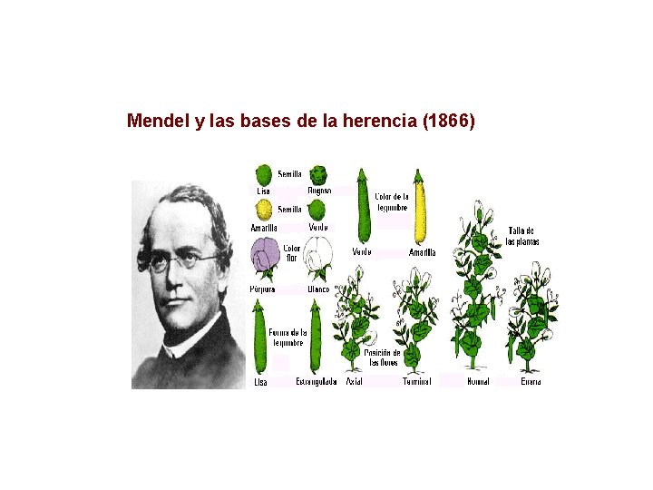 Mendel y las bases de la herencia (1866) 