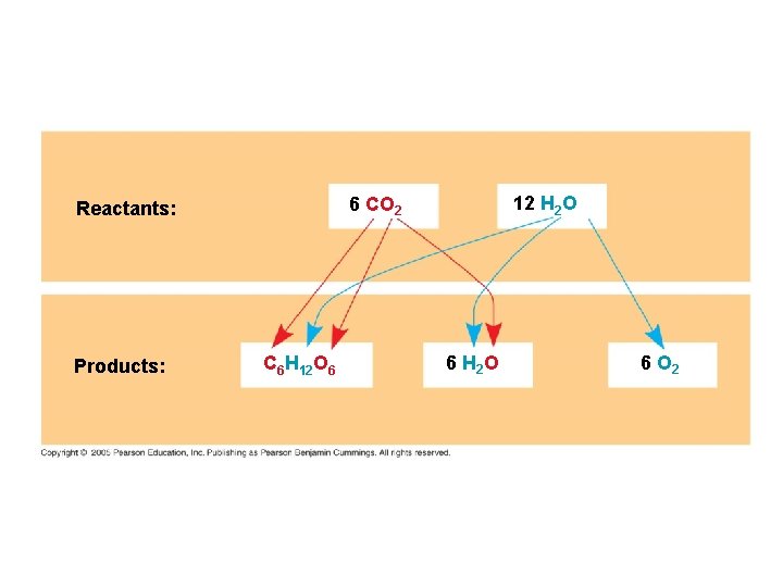 Products: 12 H 2 O 6 CO 2 Reactants: C 6 H 12 O