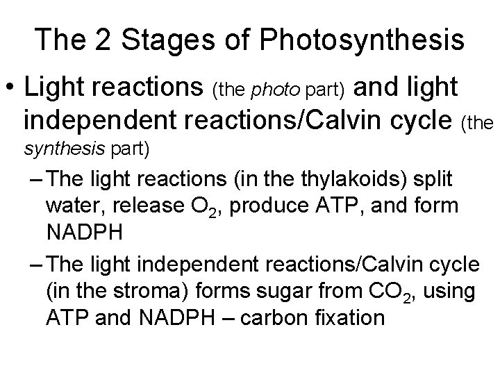 The 2 Stages of Photosynthesis • Light reactions (the photo part) and light independent