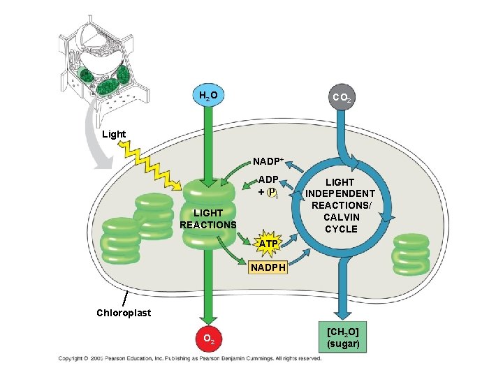 H 2 O CO 2 Light NADP+ ADP + Pi LIGHT REACTIONS LIGHT INDEPENDENT