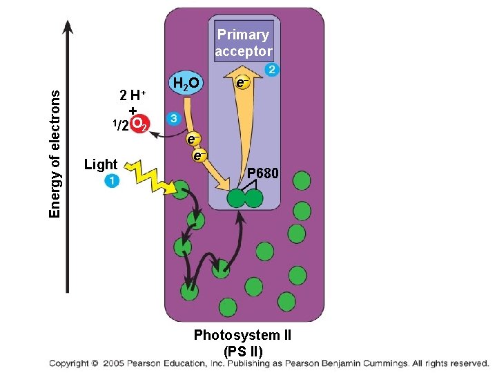 Energy of electrons Primary acceptor 2 H+ + 1/2 O 2 Light H 2