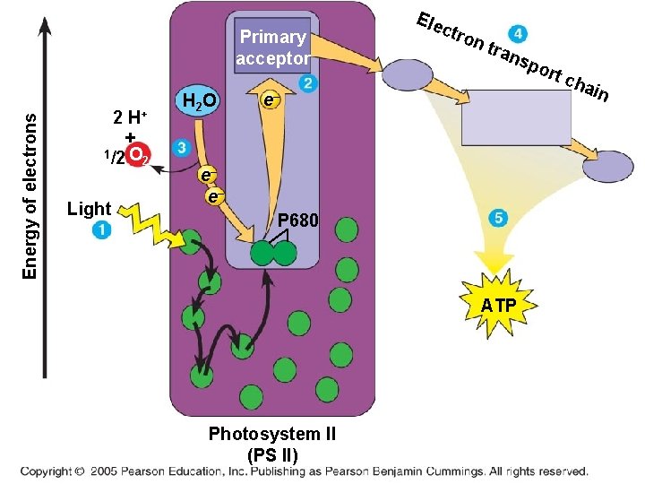 Energy of electrons Primary acceptor 2 H+ + 1/2 O 2 Light H 2