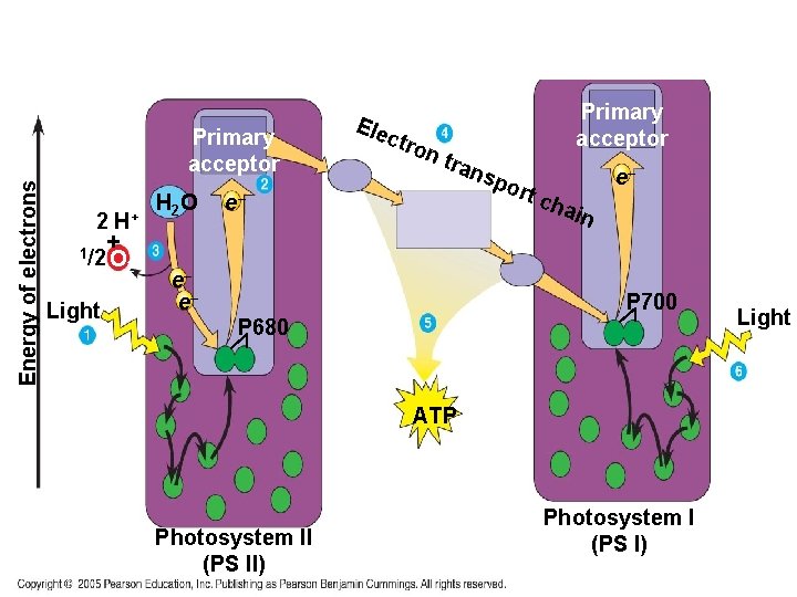 Energy of electrons Primary acceptor 2 H+ + 1/2 O 2 Light H 2