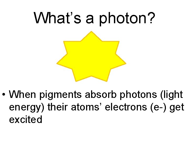 What’s a photon? • When pigments absorb photons (light energy) their atoms’ electrons (e-)