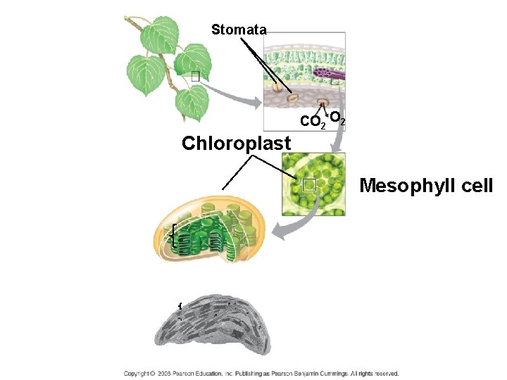 Stomata CO 2 Chloroplast Mesophyll cell 