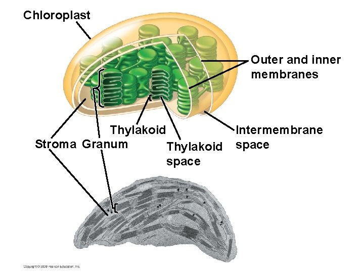 Chloroplast Outer and inner membranes Thylakoid Stroma Granum Thylakoid space Intermembrane space 