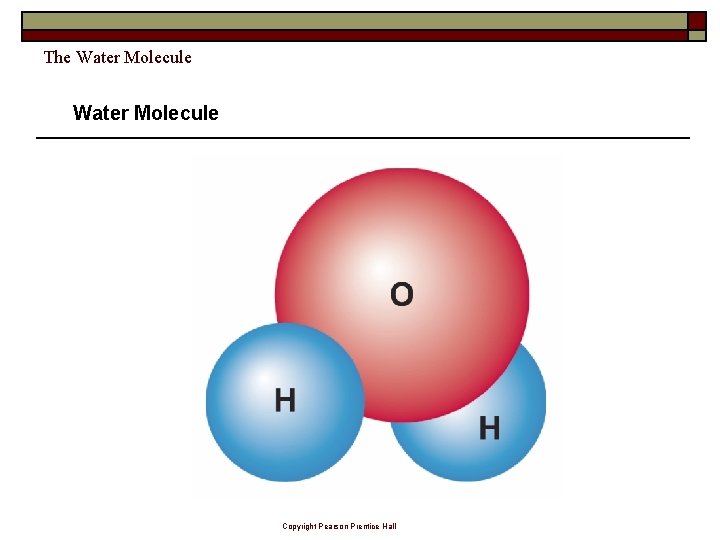The Water Molecule Copyright Pearson Prentice Hall 