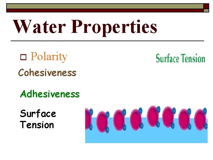 Water Properties o Polarity Cohesiveness Adhesiveness Surface Tension 