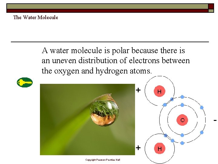 The Water Molecule A water molecule is polar because there is an uneven distribution