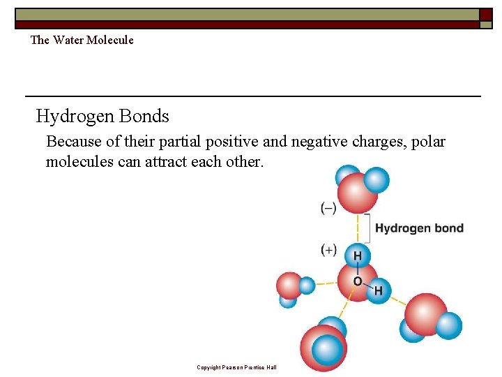 The Water Molecule Hydrogen Bonds Because of their partial positive and negative charges, polar