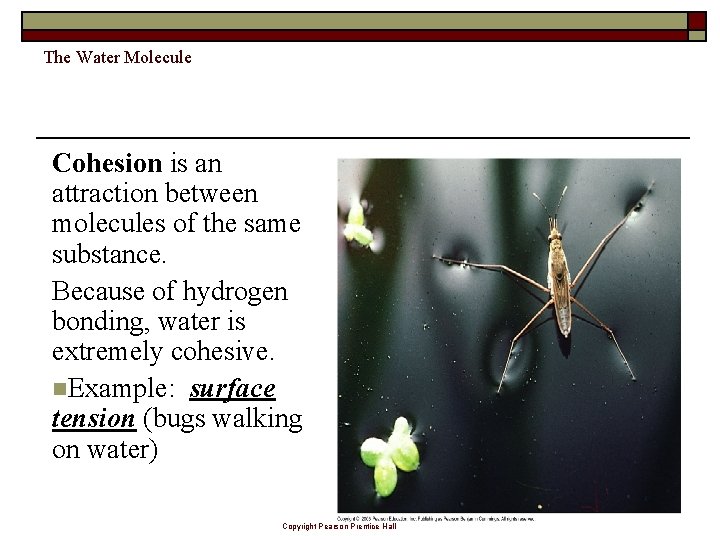 The Water Molecule Cohesion is an attraction between molecules of the same substance. Because