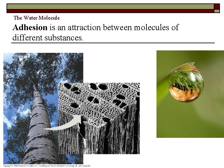 The Water Molecule Adhesion is an attraction between molecules of different substances. Copyright Pearson