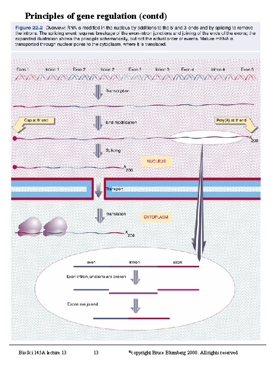 Principles of gene regulation (contd) Bio. Sci 145 A lecture 13 13 ©copyright Bruce