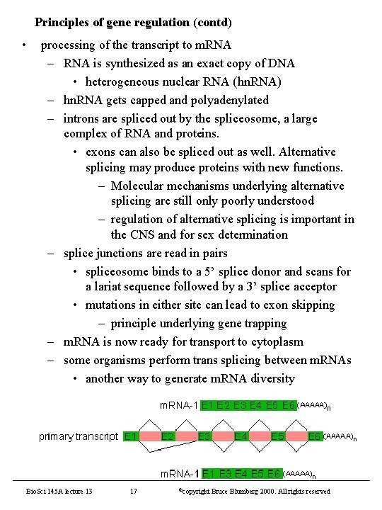 Principles of gene regulation (contd) • processing of the transcript to m. RNA –