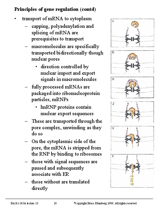 Principles of gene regulation (contd) • transport of m. RNA to cytoplasm – capping,