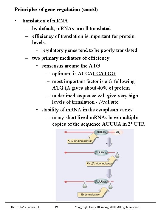 Principles of gene regulation (contd) • translation of m. RNA – by default, m.