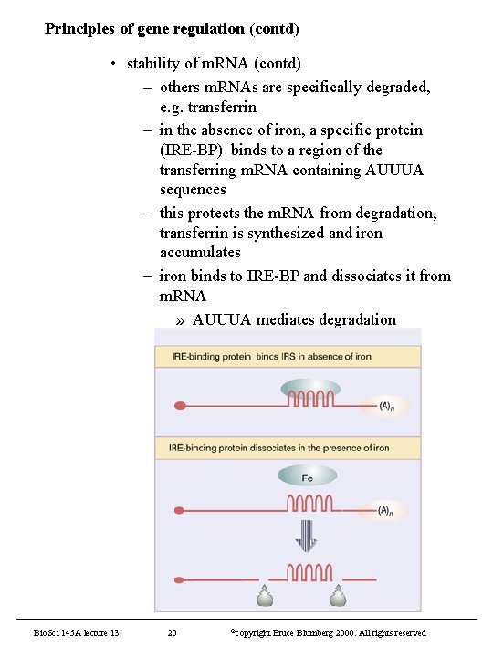 Principles of gene regulation (contd) • stability of m. RNA (contd) – others m.