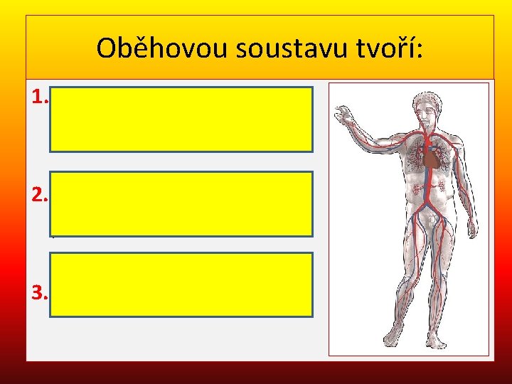 Oběhovou soustavu tvoří: 1. cévy (síť, která prochází celým tělem) 2. srdce (pumpa, která