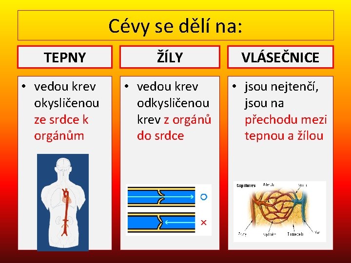 Cévy se dělí na: TEPNY • vedou krev okysličenou ze srdce k orgánům ŽÍLY