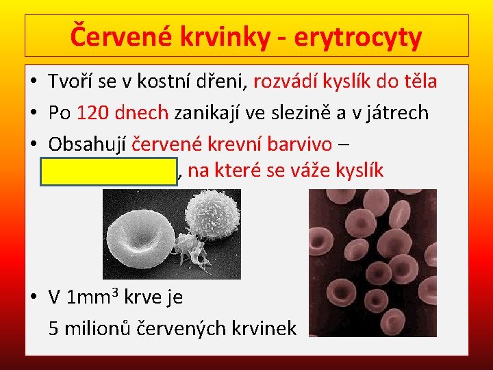 Červené krvinky - erytrocyty • Tvoří se v kostní dřeni, rozvádí kyslík do těla
