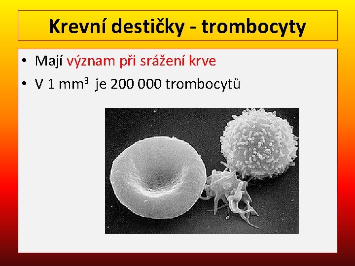 Krevní destičky - trombocyty • Mají význam při srážení krve • V 1 mm