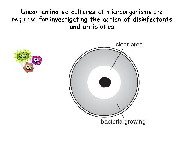 Uncontaminated cultures of microorganisms are required for investigating the action of disinfectants and antibiotics