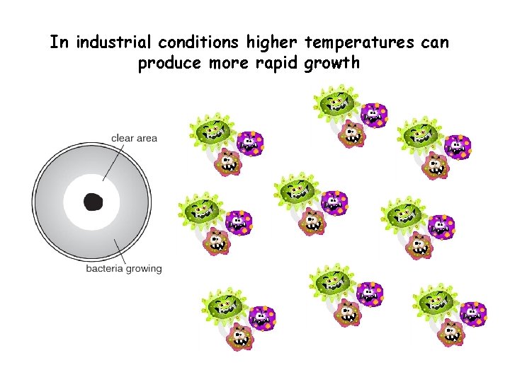 In industrial conditions higher temperatures can produce more rapid growth 