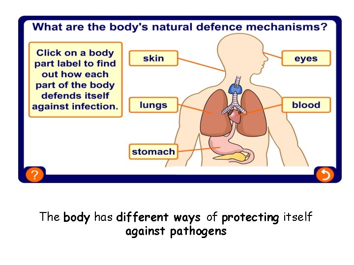 The body has different ways of protecting itself against pathogens 