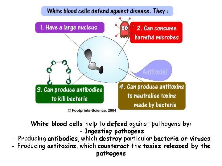 White blood cells help to defend against pathogens by: - Ingesting pathogens - Producing
