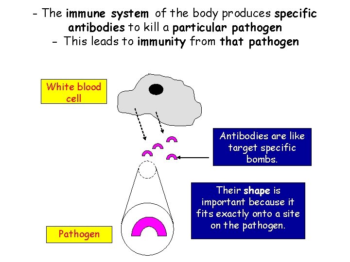 - The immune system of the body produces specific antibodies to kill a particular