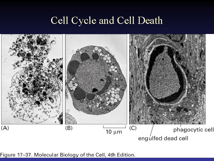 Cell Cycle and Cell Death 