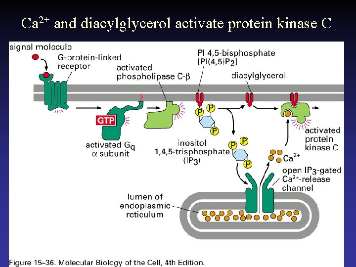 Ca 2+ and diacylglycerol activate protein kinase C 