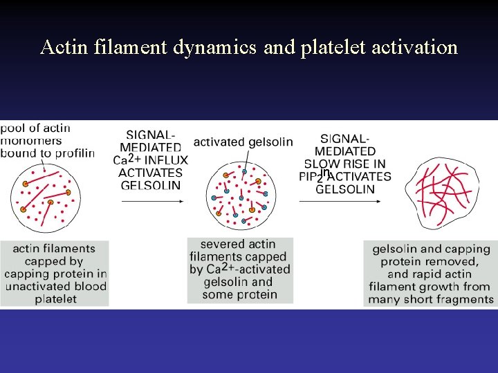 Actin filament dynamics and platelet activation in 