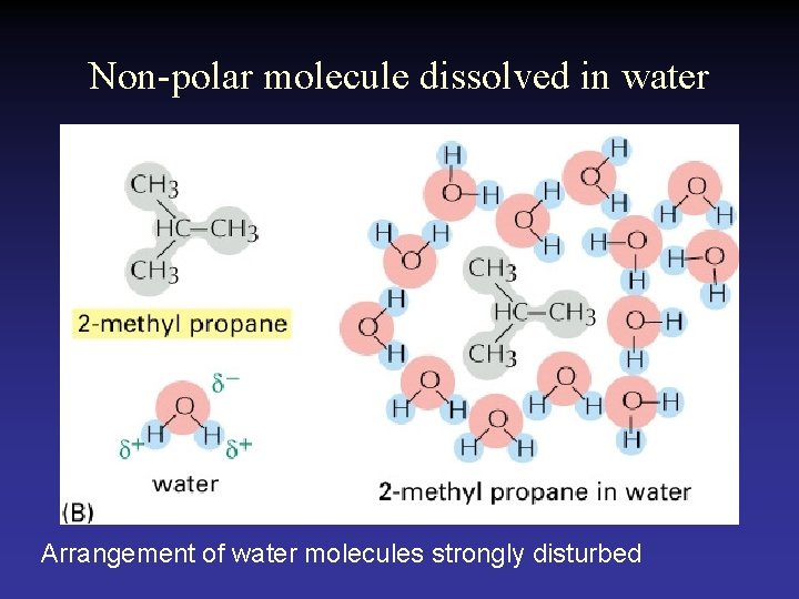 Non-polar molecule dissolved in water Arrangement of water molecules strongly disturbed 