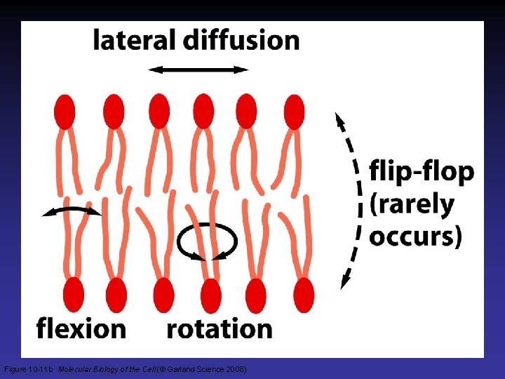 Figure 10 -11 b Molecular Biology of the Cell (© Garland Science 2008) 