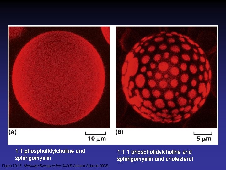 1: 1 phosphotidylcholine and sphingomyelin Figure 10 -13 Molecular Biology of the Cell (©