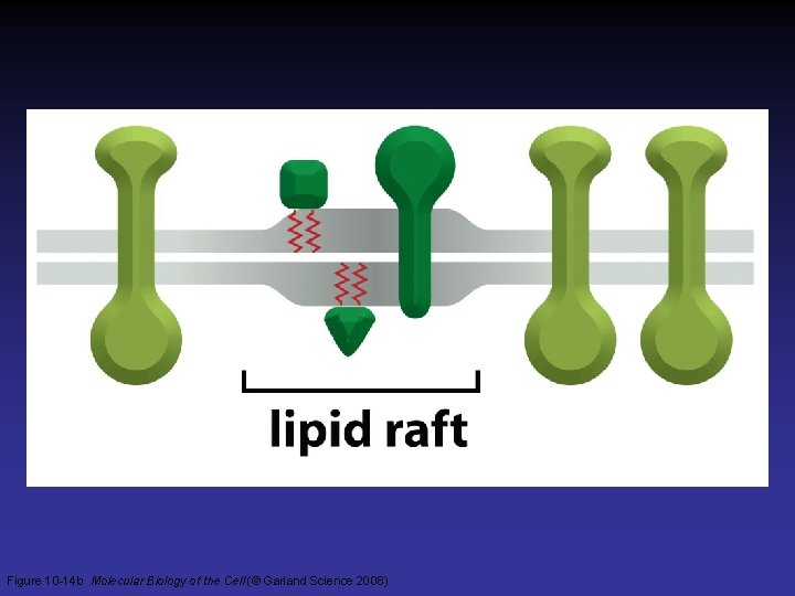 Figure 10 -14 b Molecular Biology of the Cell (© Garland Science 2008) 