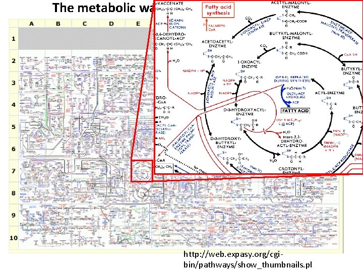 The metabolic wall chart… http: //web. expasy. org/cgibin/pathways/show_thumbnails. pl 