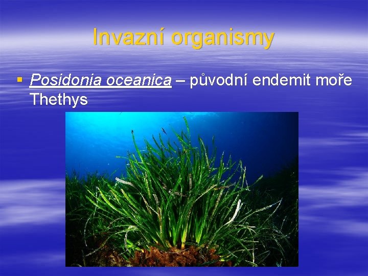 Invazní organismy § Posidonia oceanica – původní endemit moře Thethys 