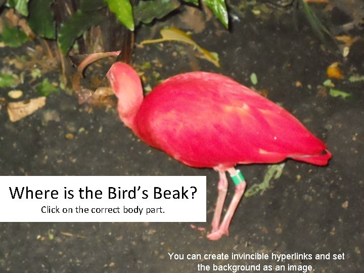 Where is the Bird’s Beak? Click on the correct body part. You can create