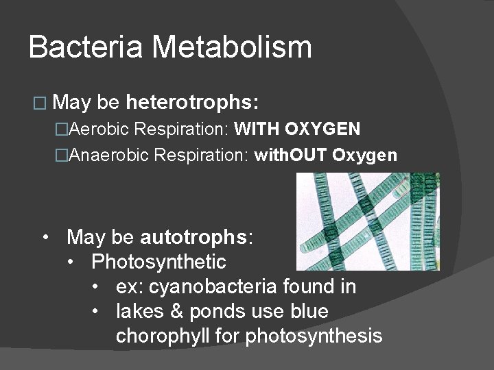 Bacteria Metabolism � May be heterotrophs: �Aerobic Respiration: WITH OXYGEN �Anaerobic Respiration: with. OUT