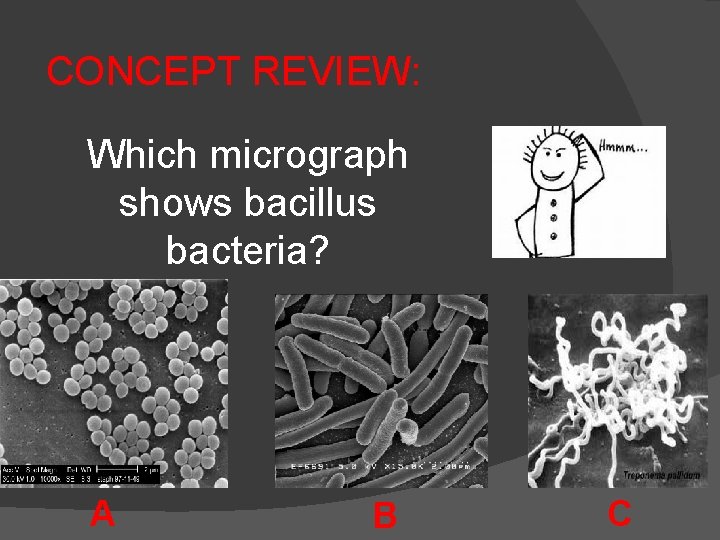 CONCEPT REVIEW: Which micrograph shows bacillus bacteria? A B C 