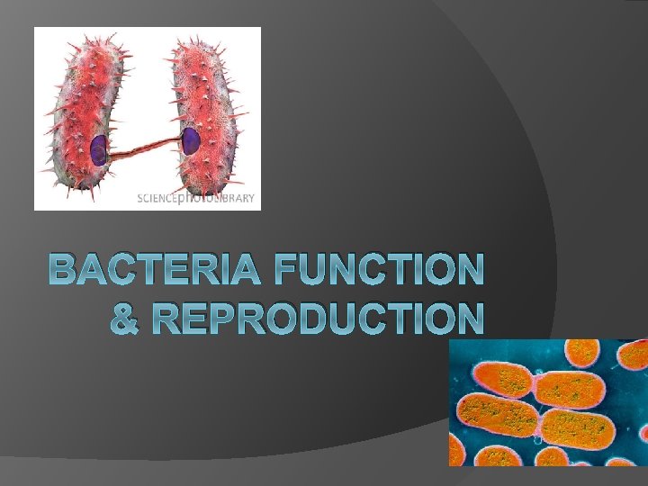 BACTERIA FUNCTION & REPRODUCTION 