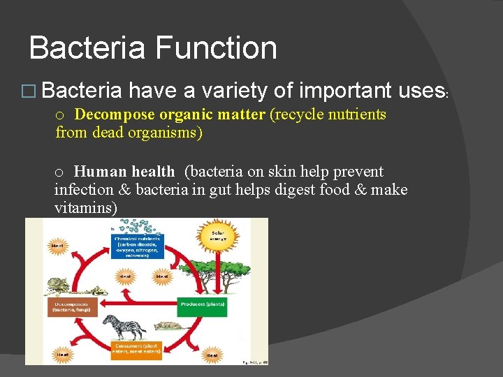 Bacteria Function � Bacteria have a variety of important uses: o Decompose organic matter