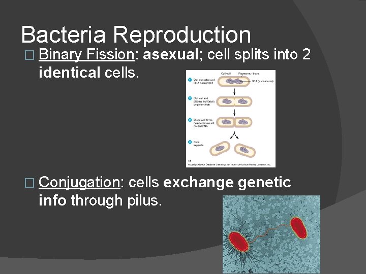 Bacteria Reproduction � Binary Fission: asexual; cell splits into 2 identical cells. � Conjugation:
