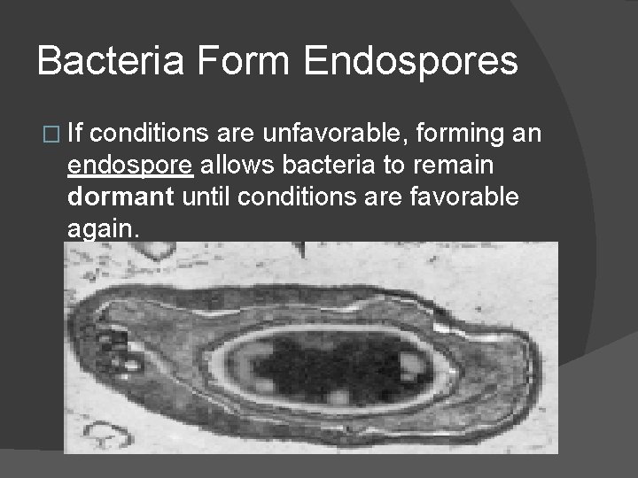 Bacteria Form Endospores � If conditions are unfavorable, forming an endospore allows bacteria to