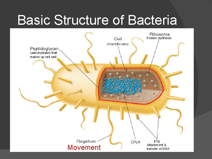Basic Structure of Bacteria Protein synthesis carbohydrates that makes up cell wall Movement Attachment